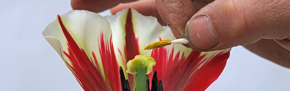 Hoe ontstaan nieuwe tulpensoorten?