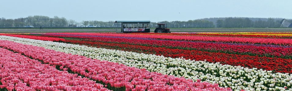 Geniet van de bloeiende bollenvelden