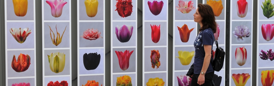 Alles wat u wilt weten over tulpen en meer